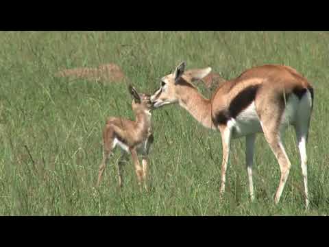 Natures Wonders - includes slow motion