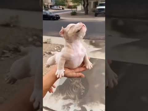 #Baby_Vs_Soldier_Animals_Transformation#shortvideo#viral