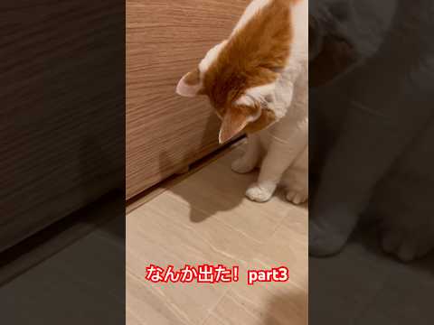 なんか出たパート3 #出た #猫遊び #猫動画