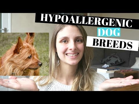 BEST HYPOALLERGENIC DOG BREEDS - 5 BREEDS THAT ARE GREAT FOR FAMILIES