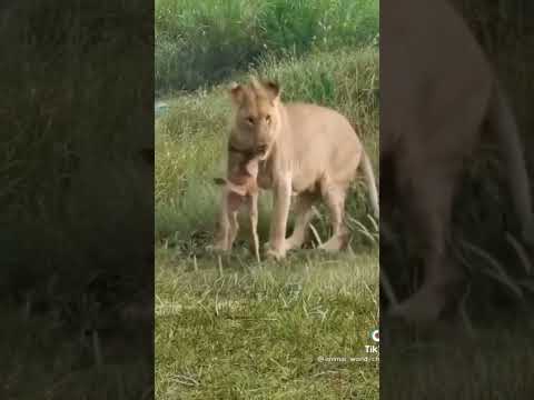 Most Funny and Cute Baby Tiger and Lion Videos