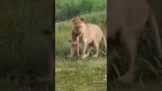 Most Funny and Cute Baby Tiger and Lion Videos