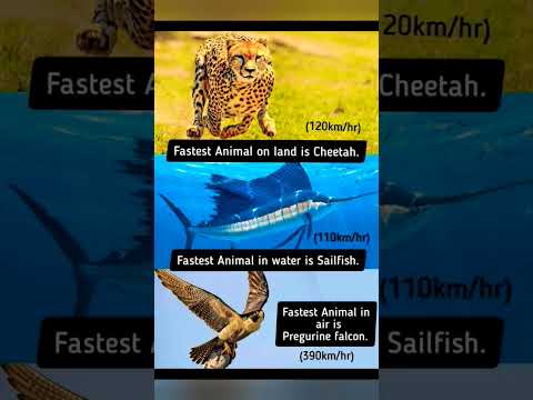 Fastest ones#shorts#youtubeshorts#viralshorts#trendingshorts#gk#animals#facts