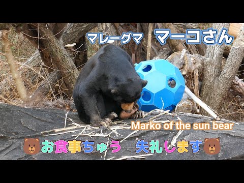 マレーグマのマーコさん　🐻お食事ちゅう　失礼します🐻（東山動植物園）Marko of the sun bear