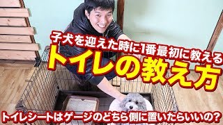 子犬を迎えた時に一番最初に教えるトイレの教え方。トイレシートはケージのどちら側に置いた方がいいの？など