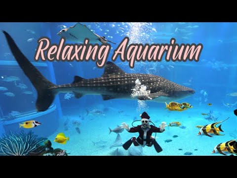 Relaxing aquarium, Osaka aquarium  Kaiyukan