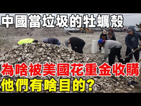 中國當垃圾的牡蠣殼，為啥被美國花重金收購，他們有啥目的？