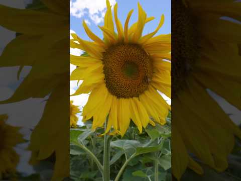 A Perfect Day Out: Smiles, Playtime, and Sunflowers #nzlife #countryliving