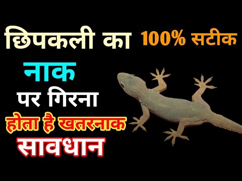 छिपकली का नाक पर गिरना । Chipkali ka Naak per girna | Lizard Fall On Nose | #Chipkali