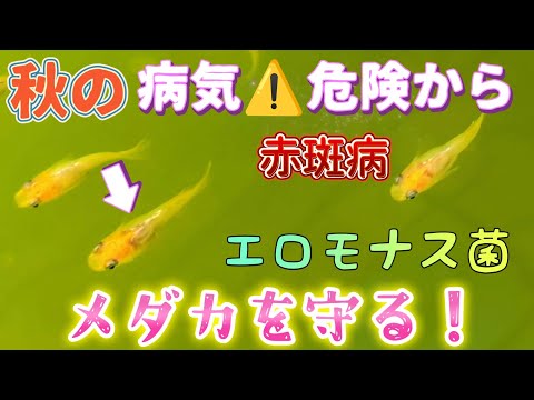 【メダカ】秋の病気と危険からめだかを守る❗内出血#赤斑病#エロモナス菌#治療方法#対策#飼育#越冬#ビオトープ#感染症#水換え