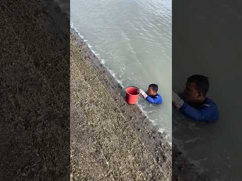 Local life foraging mussels at #batuferringhi in #penang #pulaupinang #malaysia #foraging #mussels