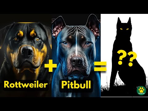 Top 5 Rottweiler Mix Breed Dog You Don't Know About