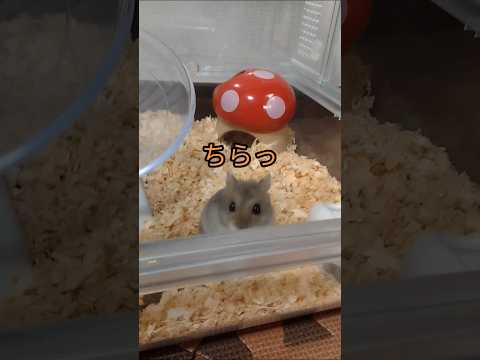 チラ見が可愛いハムスターへの疑問（ピク）#hamsters #ハムスター #チラ見#疑問#可愛い #癒される #ペット #cute