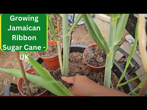 Growing Jamaican Ribbon Sugar Cane - UK