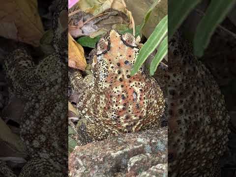 Frog 🐸 in the garden (S-114) #shorts #youtubeshorts #garden #frog #plants #ytshort