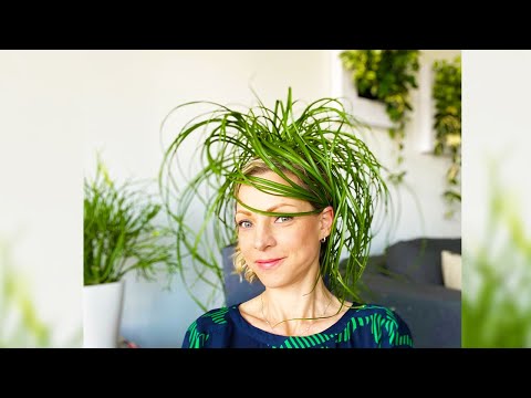 My Ponytail Palm Care Routine - Green Moments With Juliette Ep #09