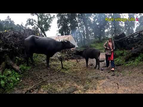 The Dreamiest Life in a Himalayan Village