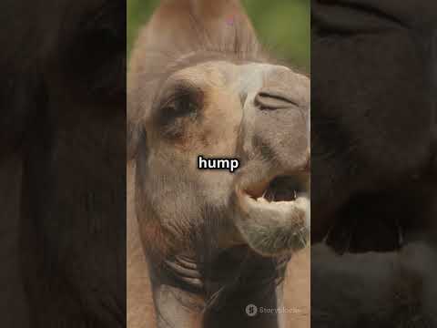 Camel_Desert Survivors #youtubeshorts #animals #nature #facts #wildlife #learning #curiosity #earth