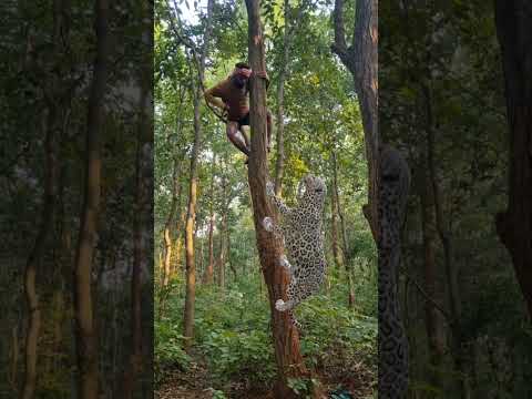 Open tiger 🐯 attack TIGER😳🤯 #junglewildlife #tiger #trend #wildlife #shortvideo #new #junglelife