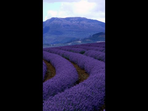 Field Of Dreams | Country Music | Beautiful Nature