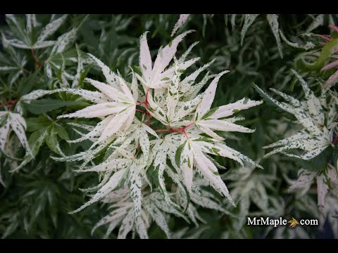 Acer palmatum 'Snow Kitten' Japanese Maple