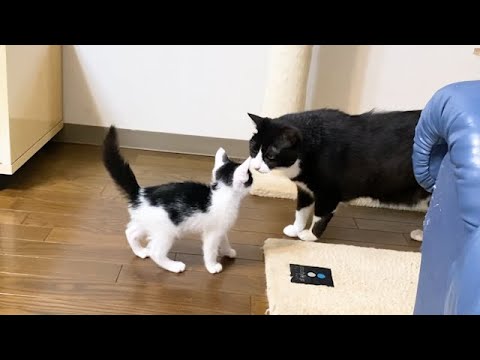 気難しい先住猫に近づく子猫