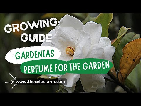 How to Grow and Care for Gardenias | Expert Tips for Beautiful Blooms