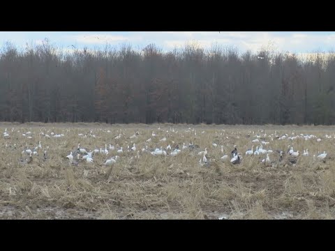 Arkansas duck hunting undergoes changes as season kicks off Saturday