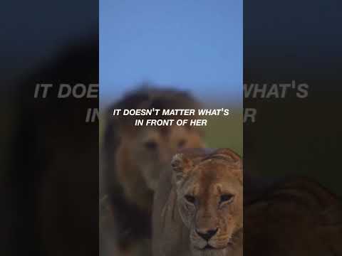 Lion Status// King WhatsApp status// #lion #king #shorts #short #viral