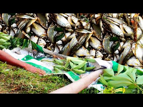 নতুন পদ্ধতিতে অল্প সময়ে মাছ ধরা | Special Puti Fishing video| village fishing