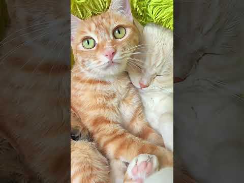 かわいらしい猫ちゃんたちCute little cats#kitten#甘えん坊茶トラメス猫家族幸せ癒される動画#orange cats family videos#cutestcouple