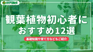 初心者におすすめの観葉植物12選！｜基礎知識や育て方などもご紹介【SELECT】