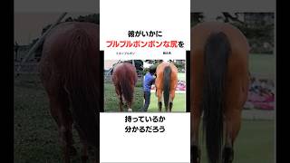 ミホノブルボンの面白い雑学#競馬