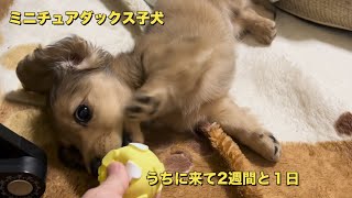 うちに来て2週間と１日の子犬の体重の変化と朝起きる時からの様子（ミニチュアダックス）（仔犬）