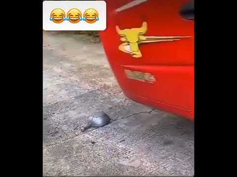 Funny Videos #prankchannel #shorts