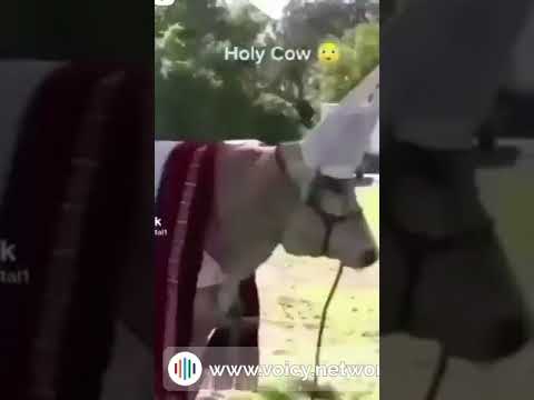 HOLY COW | #SoundGIFs | #Shorts #cow  #holy #meme #funny | Original [HQ]