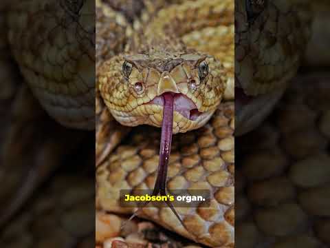 The SHOCKING TRUTH About Snake Tongues You Never Knew!