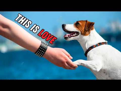 The Secret "Love Languages" of Your Jack Russell Terrier