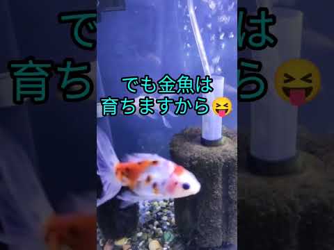 [金魚]　知ってたァ〜　水槽で金魚は何匹まで飼えるのか❢❓　