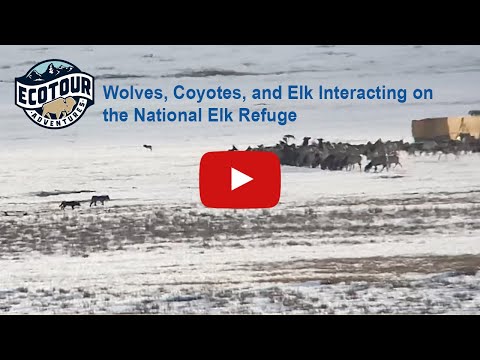 Wolves, Coyotes, and Elk interacting on the National Elk Refuge!