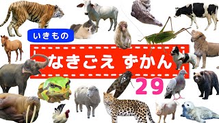 【動物の鳴き声】いきもの鳴き声図鑑★昆虫 海の生き物 動物園にいる動物達の鳴き声を聞いてみよう！ ASMR ライオン ぞう トラ セミ 犬 猫 ワニ【実写動画】どうぶつ