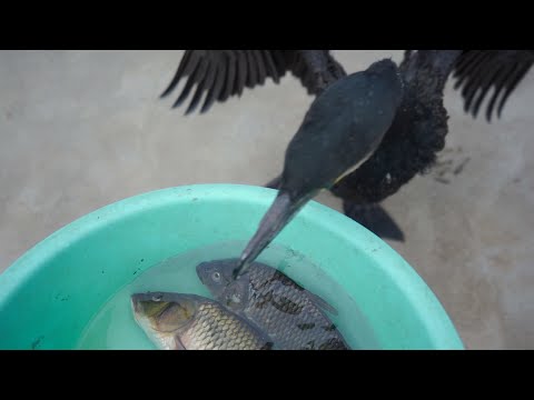 If you give a cormorant two fish, what will it choose?