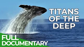 Titans of the Deep - The Fascinating World of Whales | Free Documentary Nature