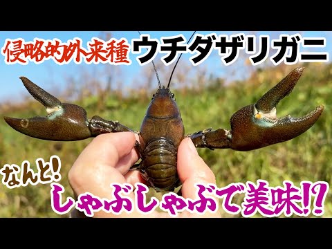 侵略的外来種ウチダザリガニをしゃぶしゃぶで食べる