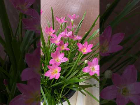 #shorts #youtubeshorts #lillies #flowers #pinkflowers #monsoon #lilly #viral #viralshortvideo #yt