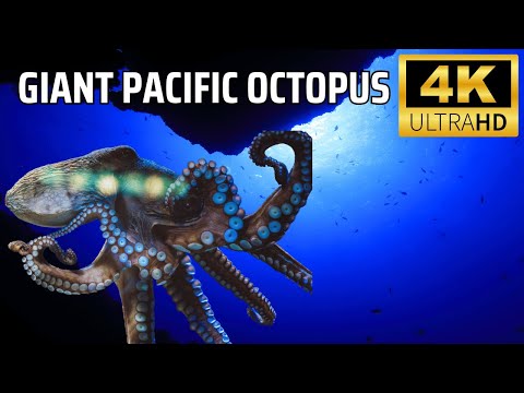 Unbelievable Giant Pacific Octopus Secrets You Won’t Believe!