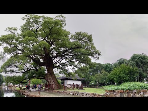 苏州明月湾千年古樟