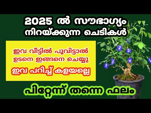 2025 ൽ സൗഭാഗ്യം നിറയ്ക്കുന്ന ചെടികൾ