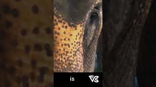 Indian Elephant real name #taxonomy #science #shorts #short #elephant #biology #zoology #indian