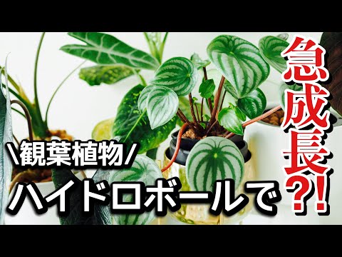 【ハイドロボールで植えた観葉植物】成長の様子！